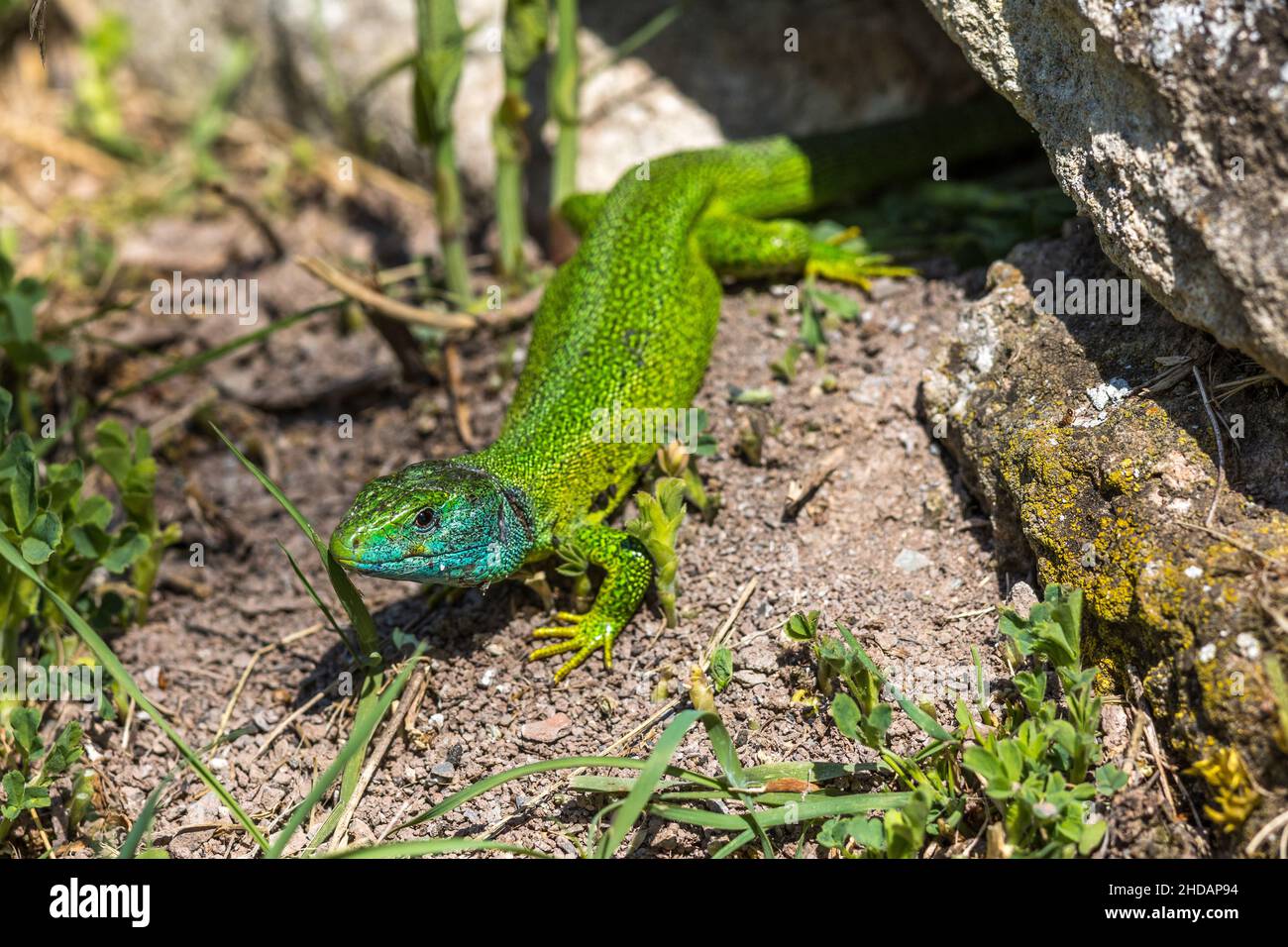 Westliche Smaragdeideechse (Lacerta bilineata) Männchen Banque D'Images