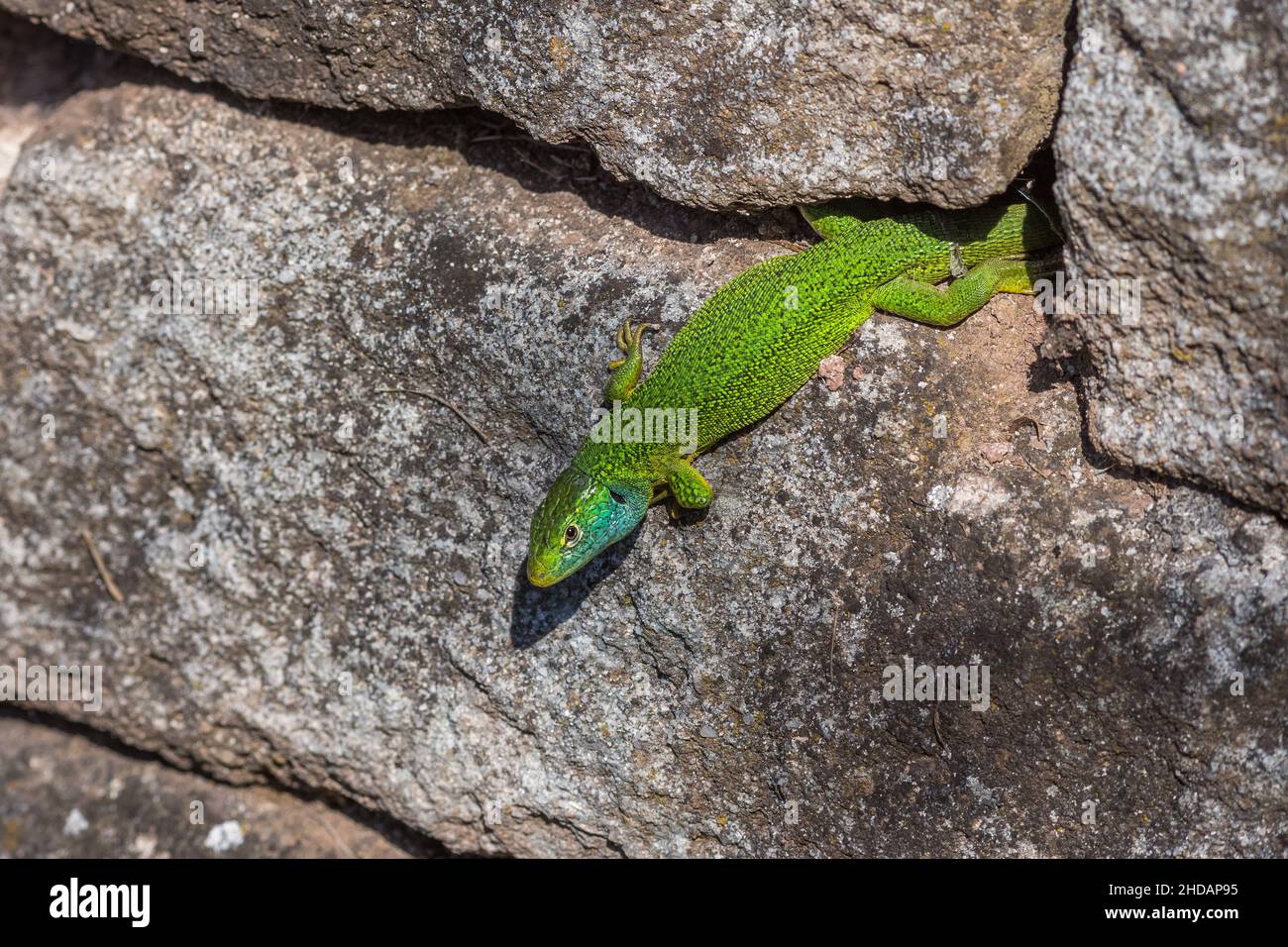 Westliche Smaragdeideechse (Lacerta bilineata) Männchen Banque D'Images
