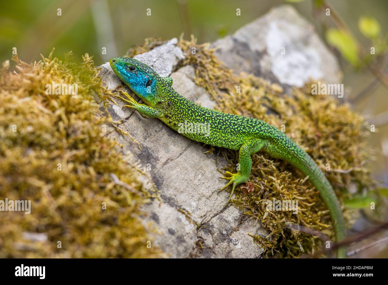 Westliche Smaragdeideechse (Lacerta bilineata) Männchen Banque D'Images