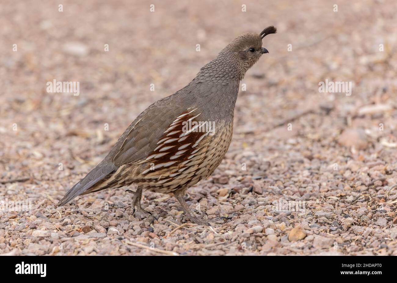 Caille femelle de Gambel, Callipepla gambelii, dans le désert de Chihuahua, Nouveau-Mexique. Banque D'Images