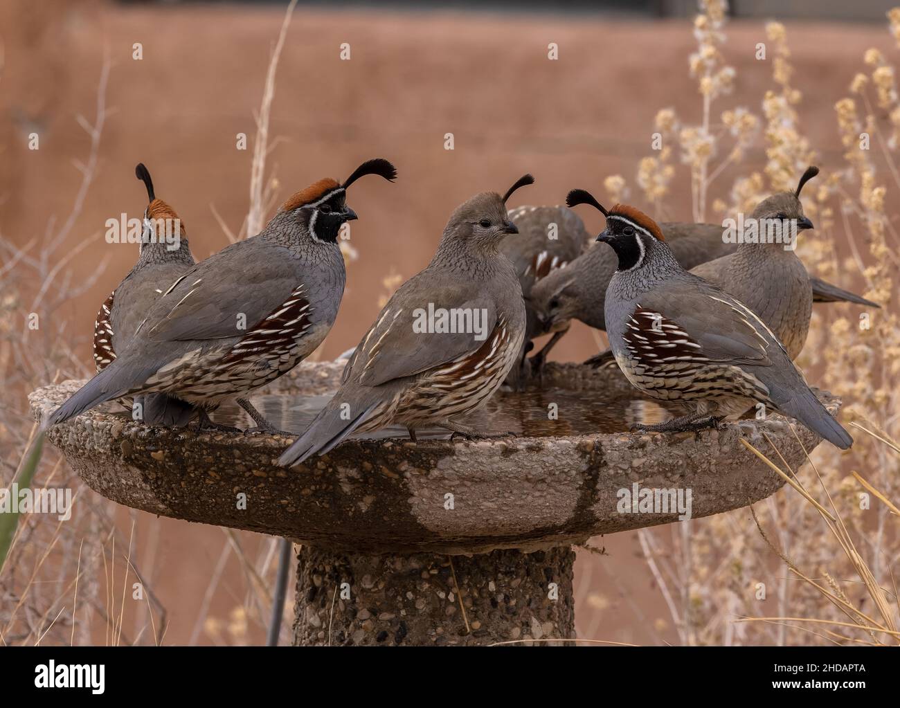 Groupe de caille de Gambel, Callipepla gambelii, buvant au bain d'oiseaux dans le désert de Chihuahua, Nouveau-Mexique. Banque D'Images