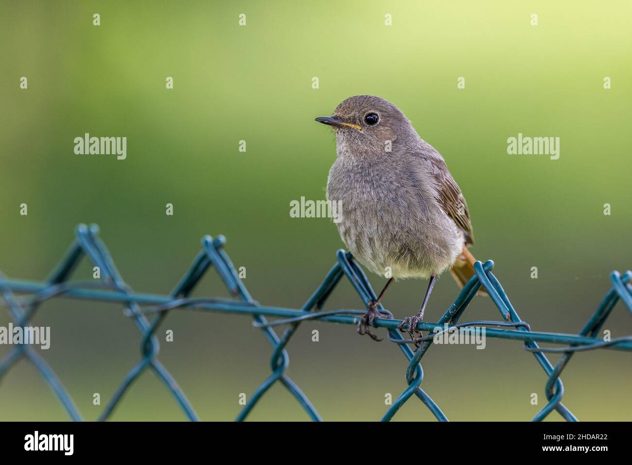 Hausrotschwanz (Phoenicurus ochruros) Weibchen Banque D'Images