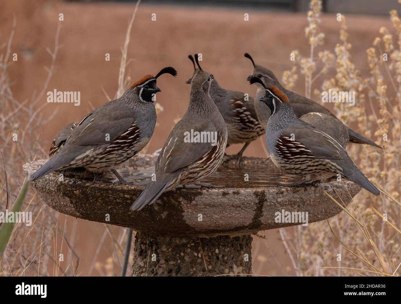 Groupe de caille de Gambel, Callipepla gambelii, buvant au bain d'oiseaux dans le désert de Chihuahua, Nouveau-Mexique. Banque D'Images