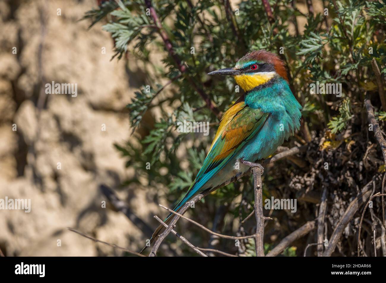 Bienenfresser (Merops apiaster) Banque D'Images