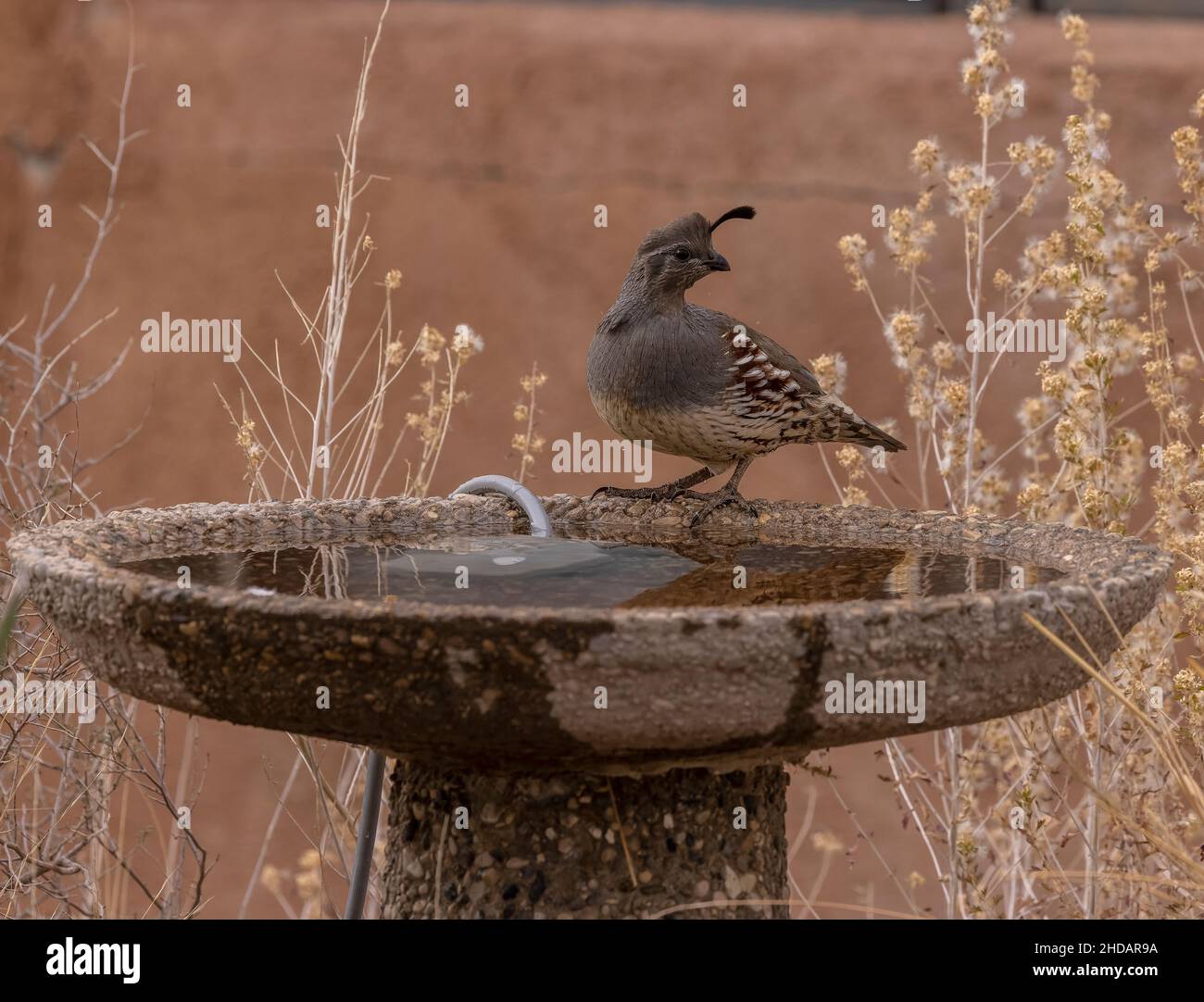 Caille femelle de Gambel, Callipepla gambelii, dans le désert de Chihuahua, Nouveau-Mexique. Banque D'Images