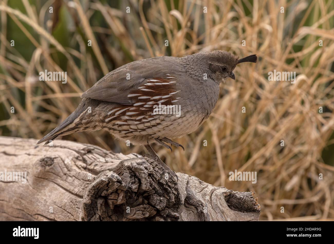 Caille femelle de Gambel, Callipepla gambelii, dans le désert de Chihuahua, Nouveau-Mexique. Banque D'Images