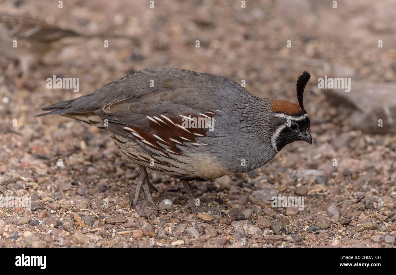 Caille mâle de Gambel, Callippla gambelii, dans le désert de Chihuahua, Nouveau-Mexique. Banque D'Images