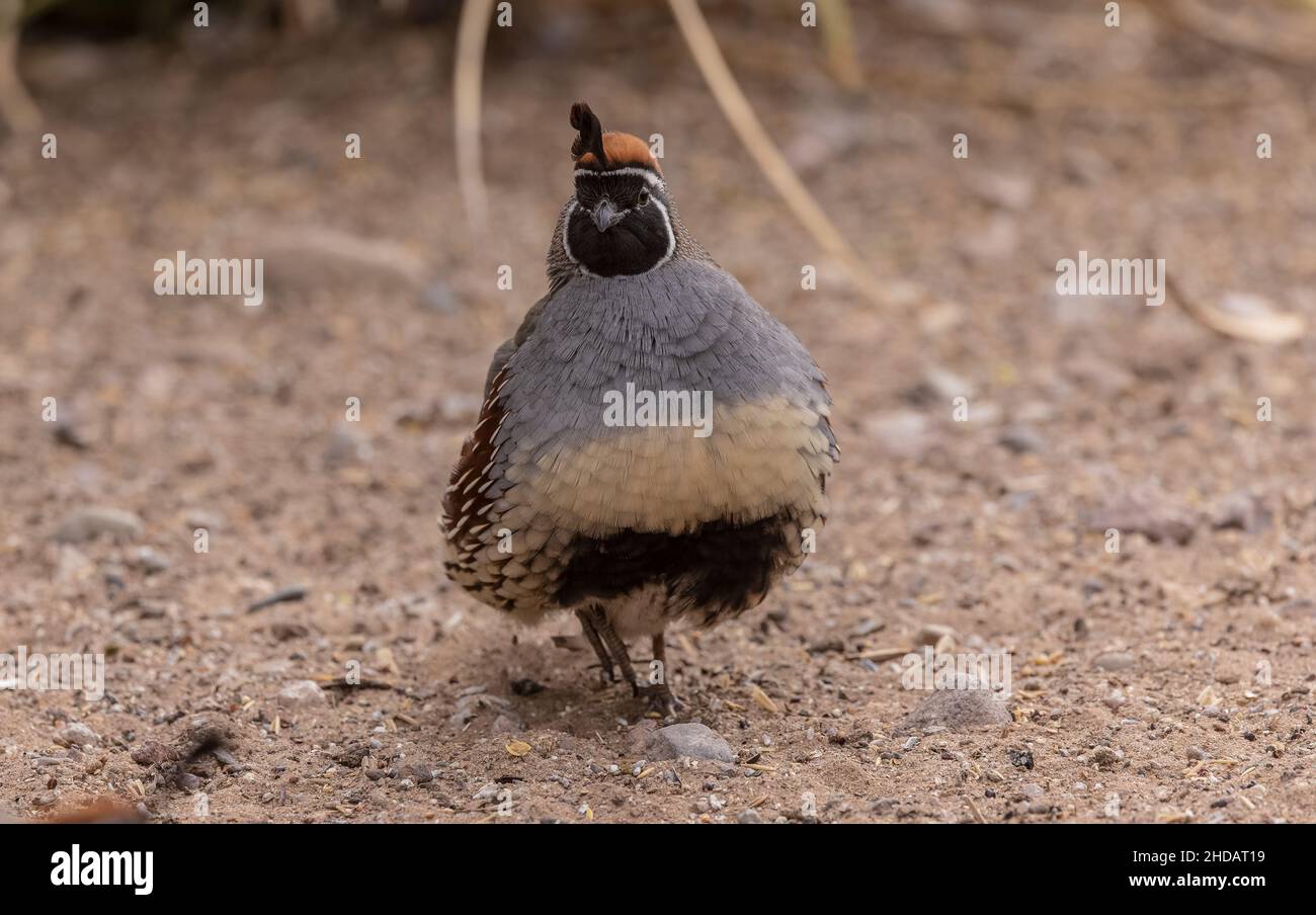 Caille mâle de Gambel, Callippla gambelii, dans le désert de Chihuahua, Nouveau-Mexique. Banque D'Images