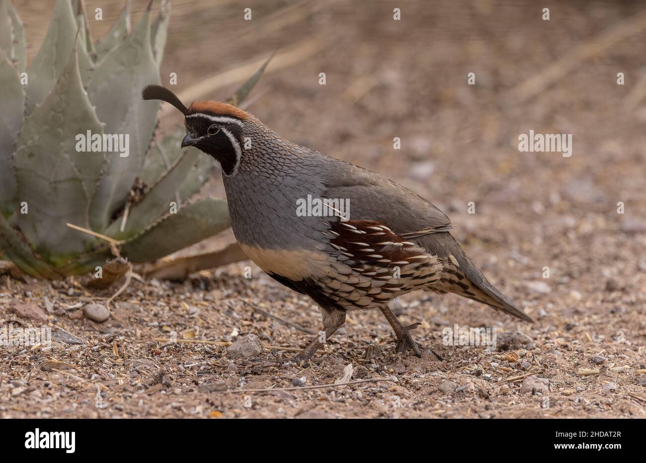 Caille mâle de Gambel, Callippla gambelii, dans le désert de Chihuahua, Nouveau-Mexique. Banque D'Images