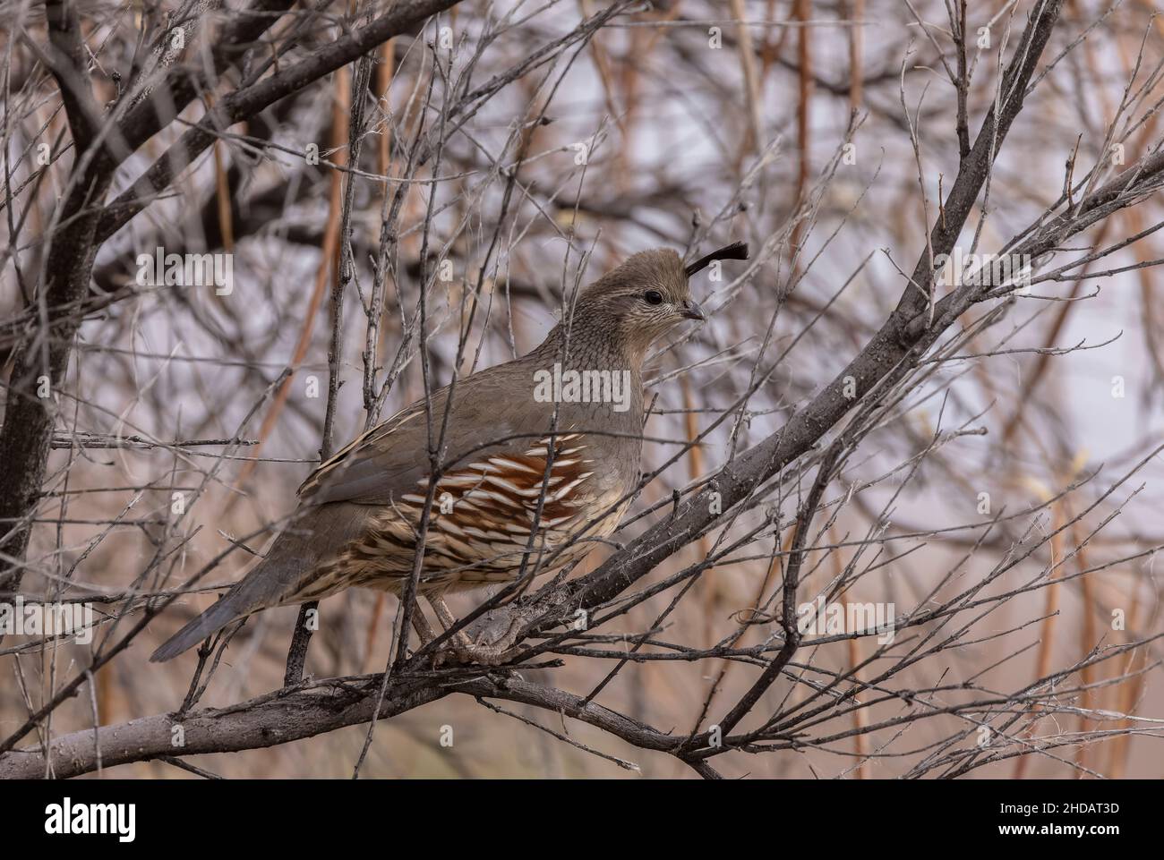 Caille femelle de Gambel, Callipepla gambelii, perchée dans l'arbre Tamarisk, dans le désert de Chihuahua, Nouveau-Mexique. Banque D'Images