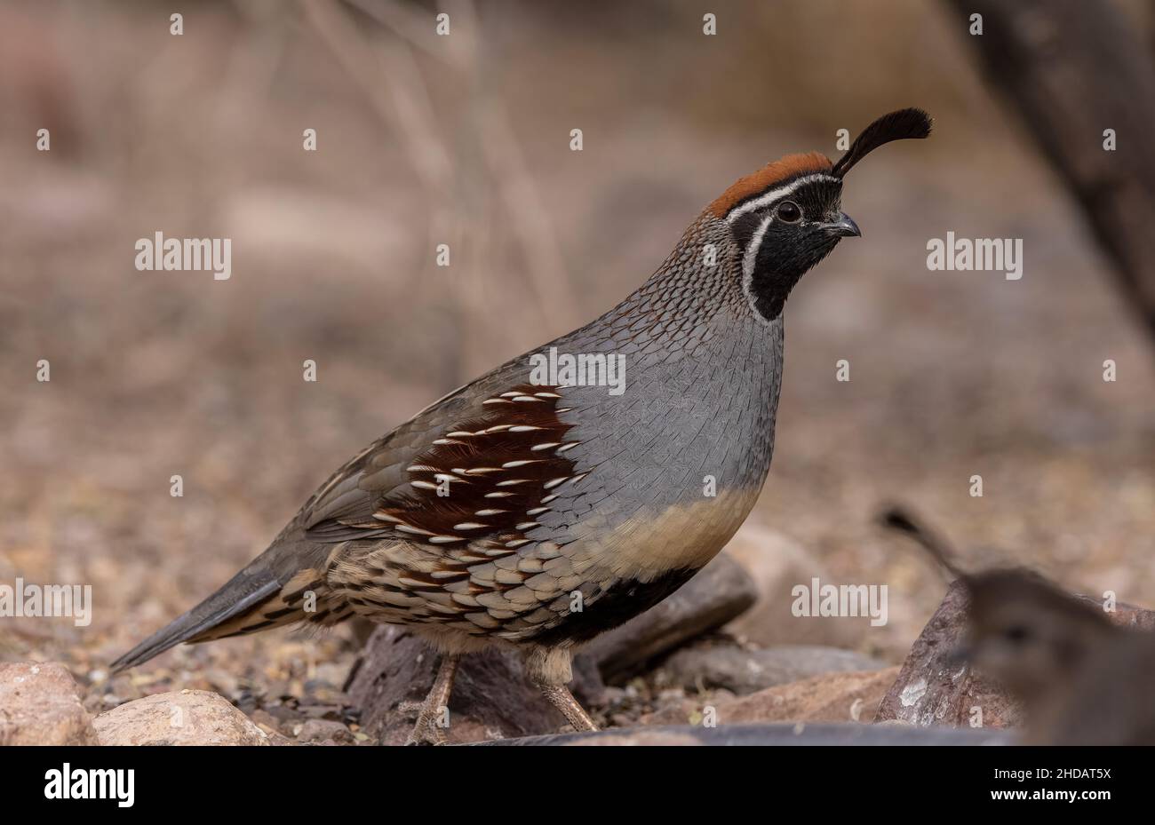 Caille mâle de Gambel, Callippla gambelii, dans le désert de Chihuahua, Nouveau-Mexique. Banque D'Images