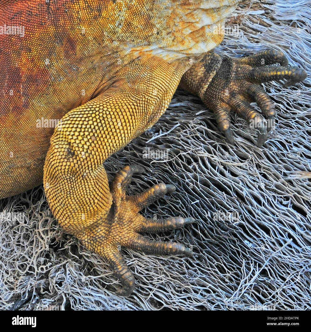 Détails de la terre iguana dans la station de recherche Charles Darwin, île de Santa Cruz, îles Galapagos, Equatorir Banque D'Images