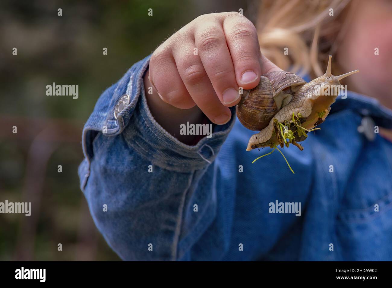 Un enfant d'avant l'école tient fièrement un escargot romain avec des débris végétaux collés à son pied. Banque D'Images