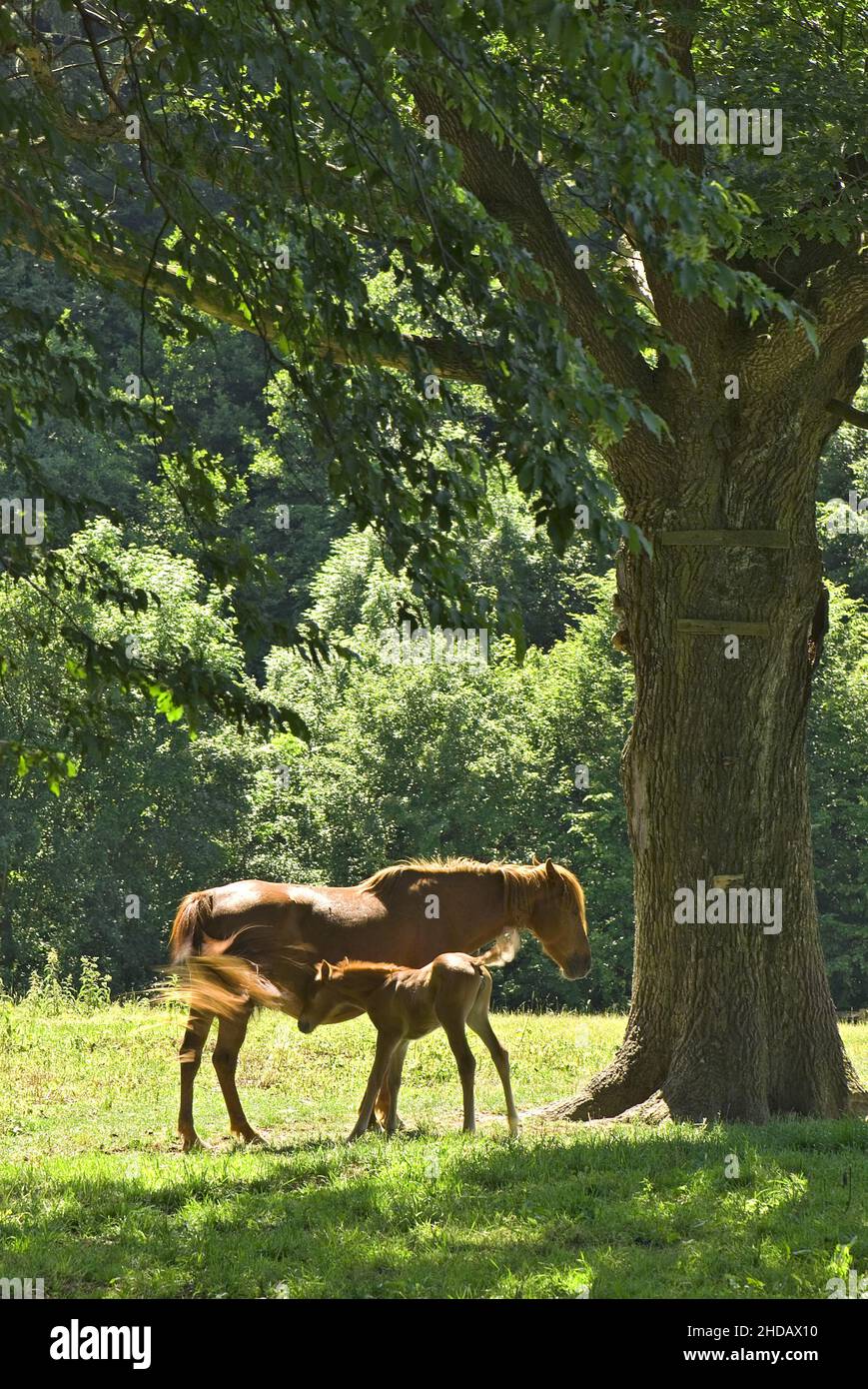 Le cheval - Equus ferus cabalus, grand animal domestique populaire sur les pâturages, Zlin, République Tchèque. Banque D'Images
