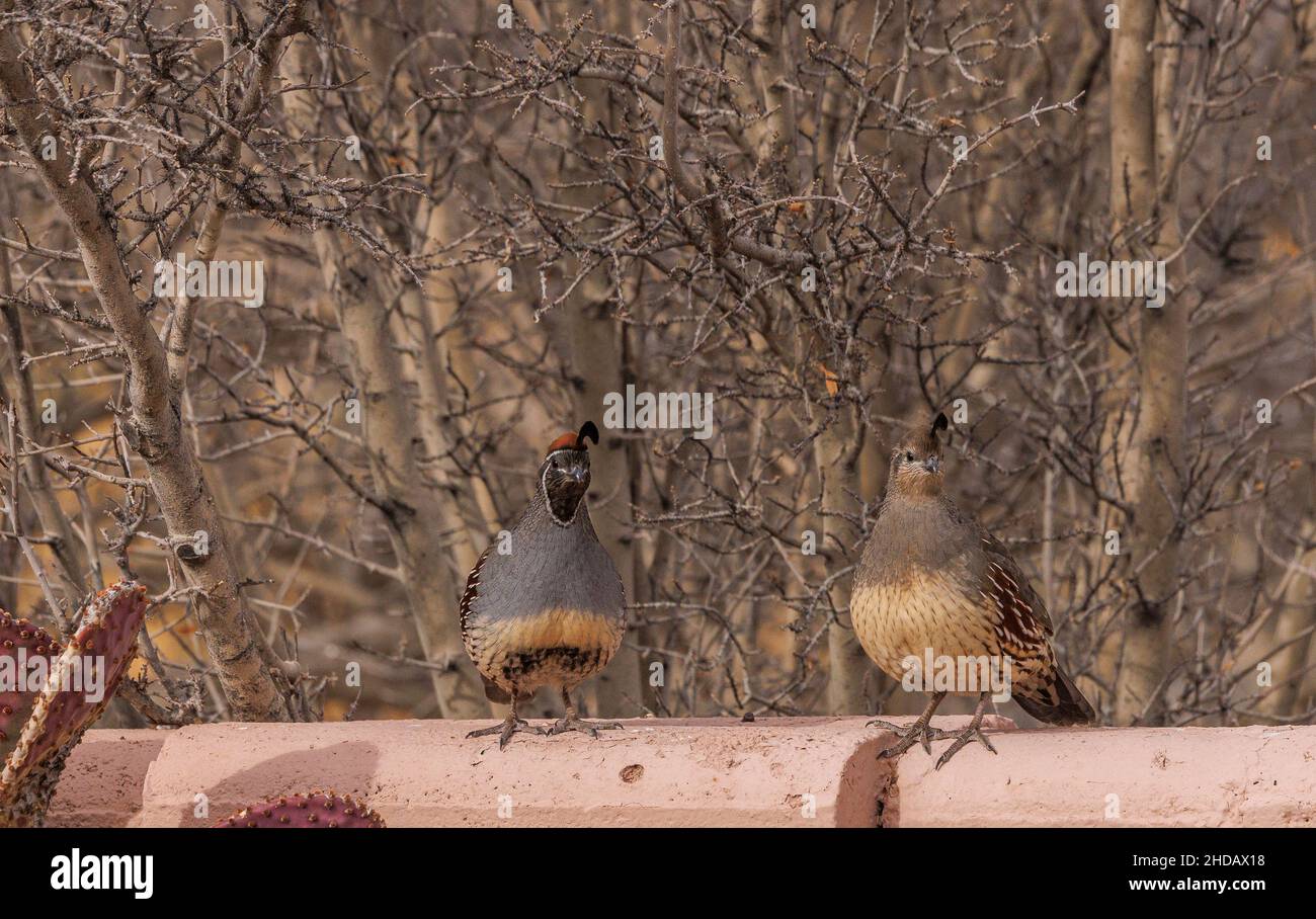 Paire de caille de Gambel, Callippla gambelii, perchée sur le mur du jardin, Nouveau-Mexique. Banque D'Images