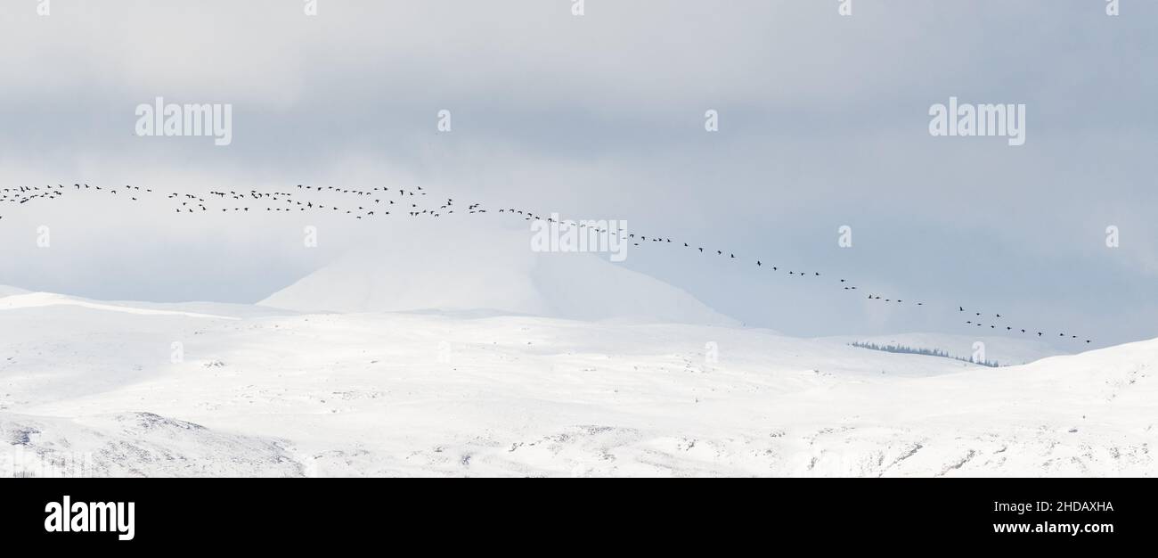 Ben Lomond en hiver, couvert de neige avec un troupeau d'oies des Graylag volant - Écosse, Royaume-Uni Banque D'Images
