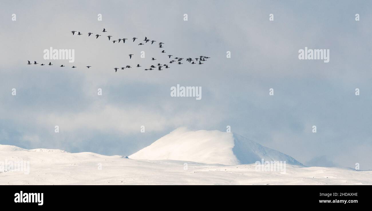 Ben Lomond en hiver, couvert de neige avec un troupeau d'oies des Graylag volant - Écosse, Royaume-Uni Banque D'Images