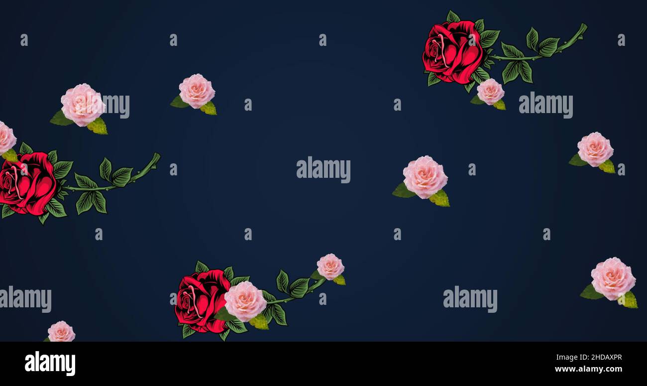 Image de roses flottant sur fond bleu foncé Banque D'Images