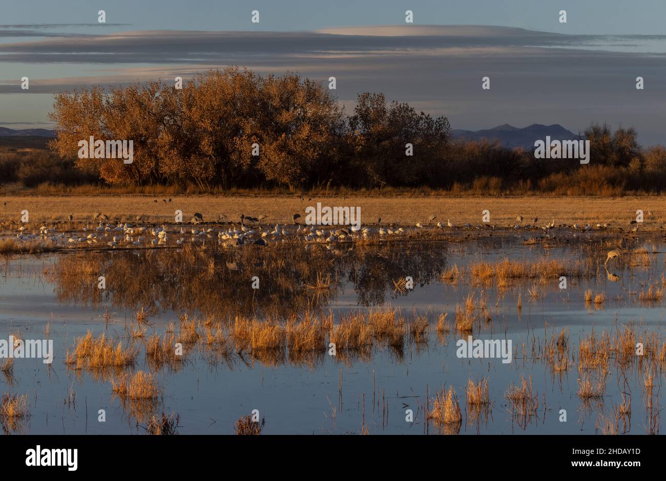 Les oies des neiges, Anser caerulescens et les grues Sandhill, Antigone canadensis, se nourrissent dans les champs inondés, en soirée.Nouveau-Mexique. Banque D'Images