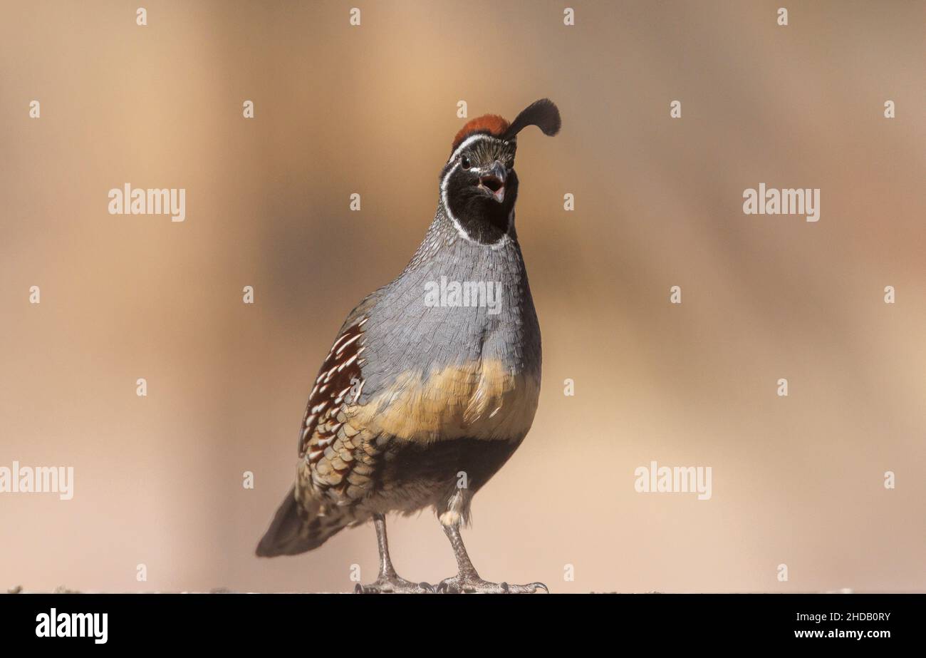 Caille mâle de Gambel, Callippla gambelii, dans le désert de Chihuahua, Nouveau-Mexique. Banque D'Images