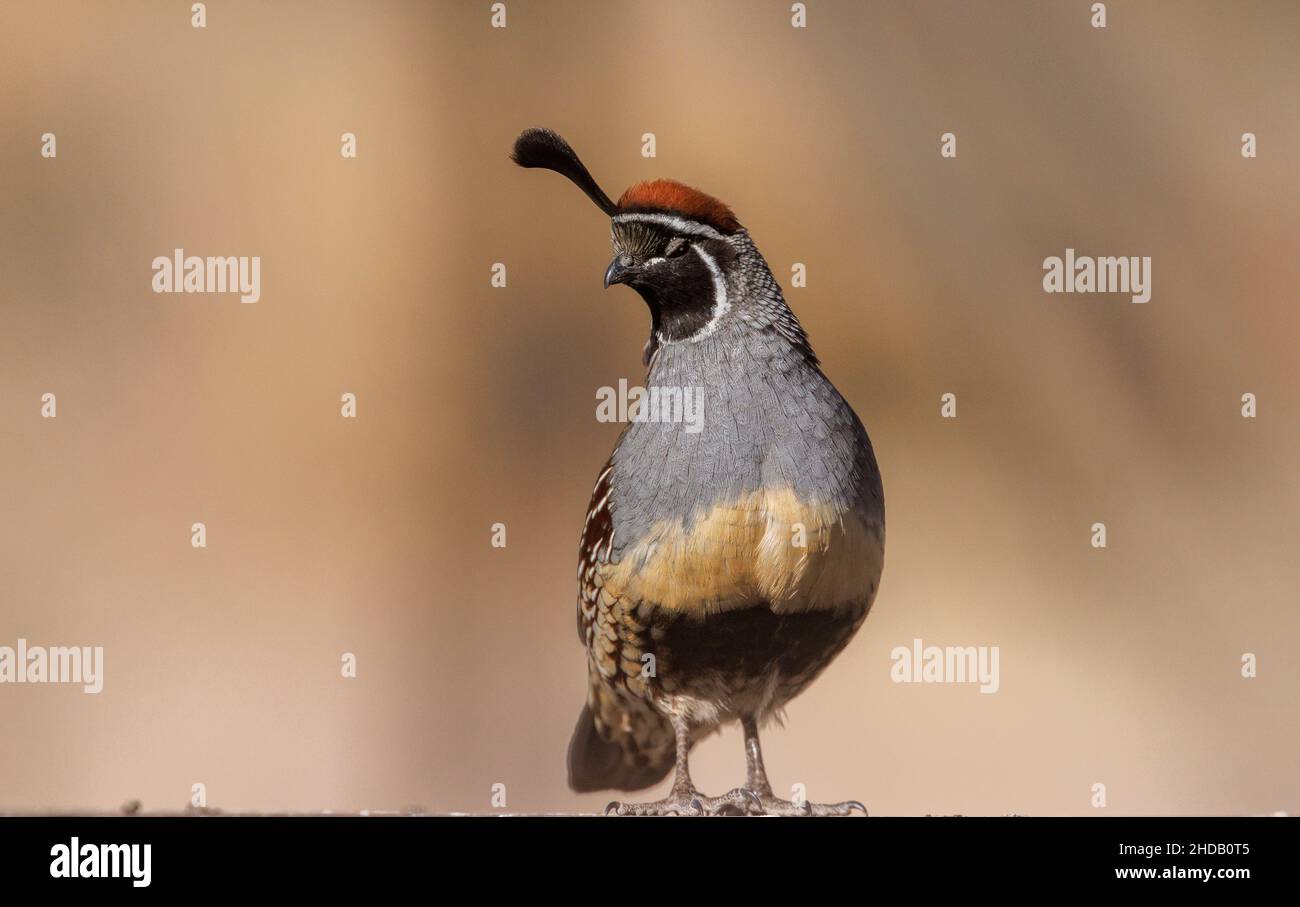 Caille mâle de Gambel, Callippla gambelii, dans le désert de Chihuahua, Nouveau-Mexique. Banque D'Images
