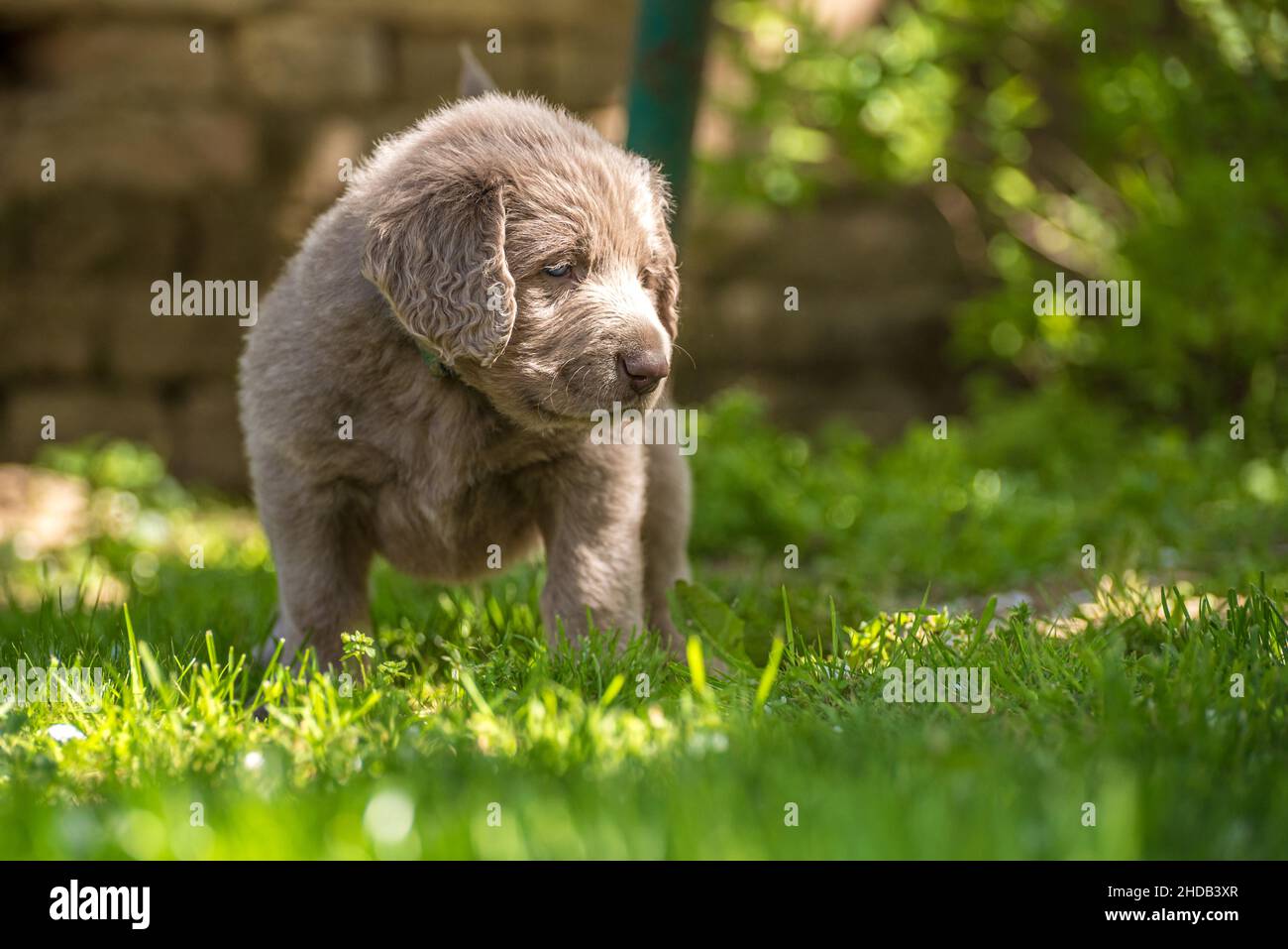 Portrait d'un chiot Weimaraner à poil long avec sa fourrure grise et ses yeux bleu vif sur un pré vert.Chiots Weimaraner à poil long. Banque D'Images