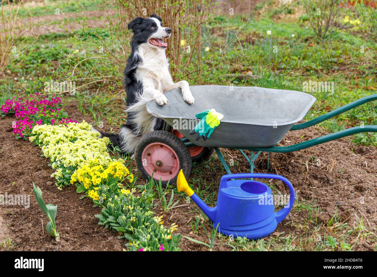 Portrait extérieur de la jolie bordure de chien collie avec chariot de jardin de brouette en arrière-plan de jardin.Chien de chiot drôle comme jardinier prêt à planter des semis.Concept de jardinage et d'agriculture Banque D'Images