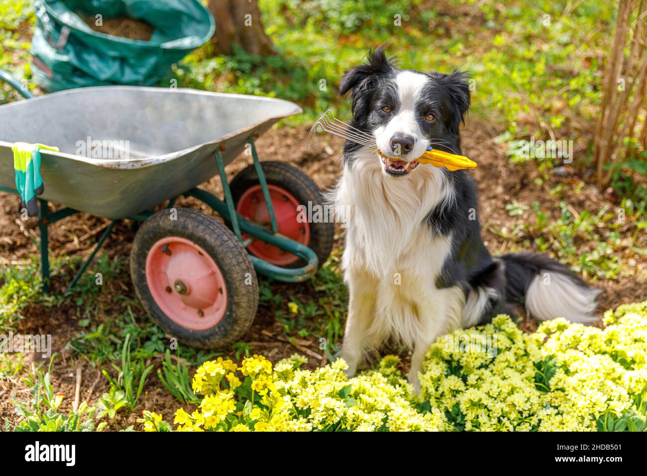 Bordure de chien collie tenant le râteau de jardin à la bouche, chariot de jardin de brouette en arrière-plan de jardin.Chien de chiot drôle comme râteau de jardinier pour le désherbage prêt à planter.Concept de jardinage et d'agriculture Banque D'Images
