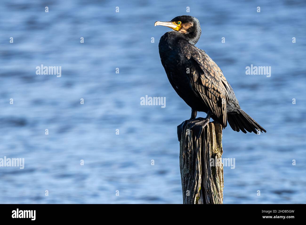 Un grand cormoran, Phalacrocorax carbo, perché sur un poteau dans un lac de la New Forest, Hampshire, Royaume-Uni Banque D'Images