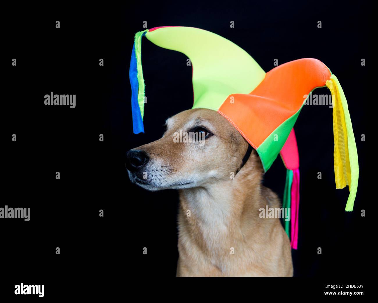 portrait d'un chien mongrel avec chapeau d'arlequin sur fond noir Banque D'Images