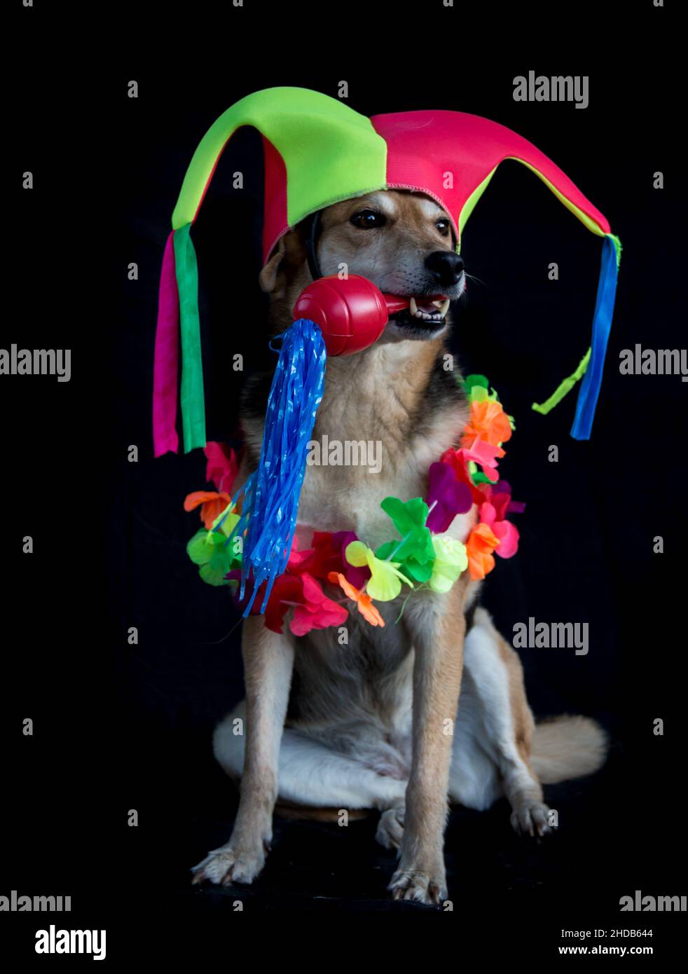 portrait d'un chien mongrel avec chapeau d'arlequin, maracas et collier de fleurs sur fond noir Banque D'Images