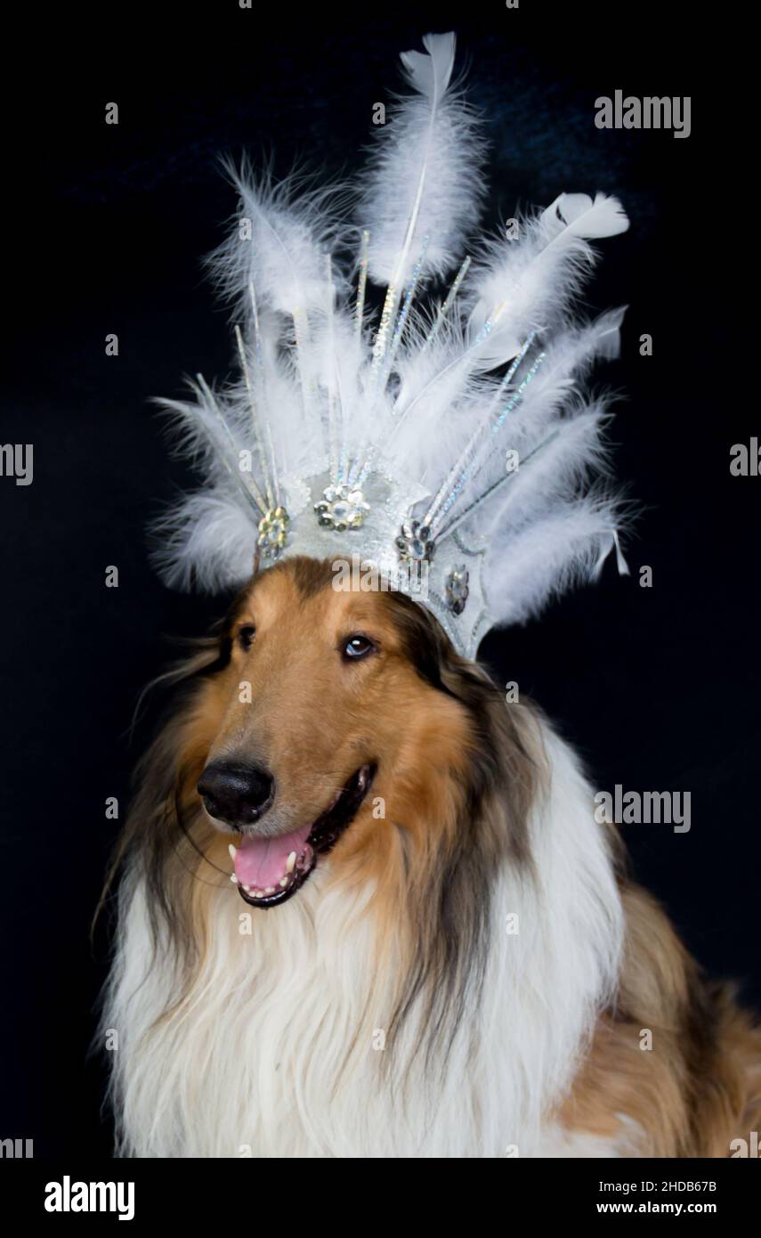 portrait d'un collie rugueux avec harnais de plumes pour carnaval isolé sur fond noir Banque D'Images