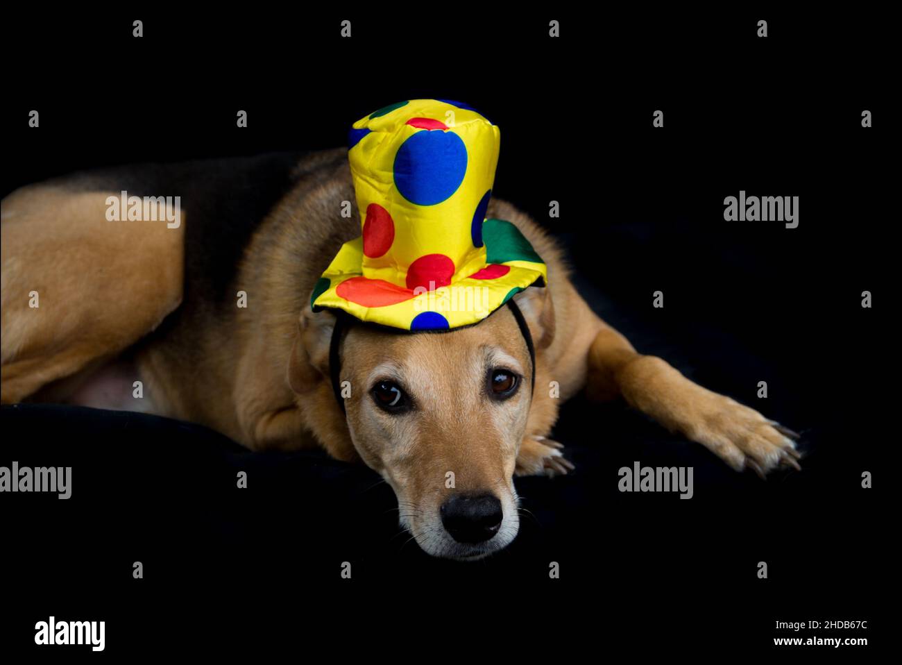 portrait d'un chien mongrel avec chapeau jaune et pois colorés sur fond noir Banque D'Images