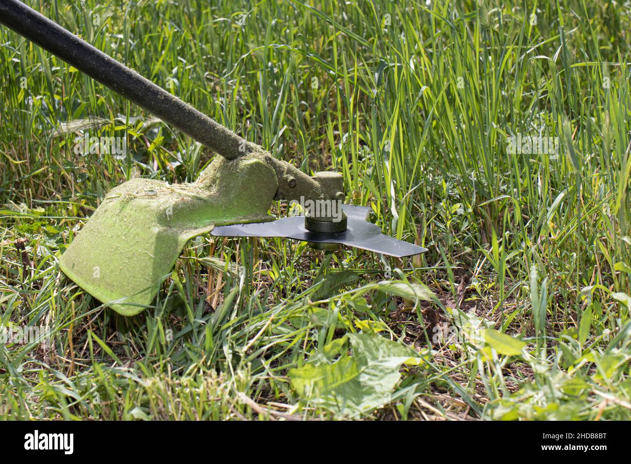 Une tondeuse à main tond l'herbe en été dans le jardin. Pour un magasin d'équipement de jardin. Placer pour le texte. Banque D'Images