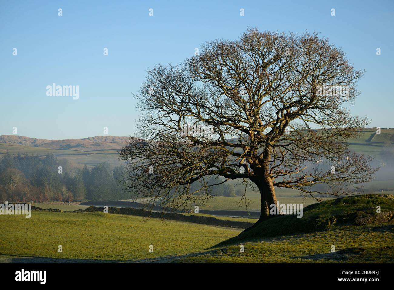 Un arbre isolé surplombe les médows vallonnés du Lake District, au Royaume-Uni, alors que le dernier brouillard est dissipe. Banque D'Images