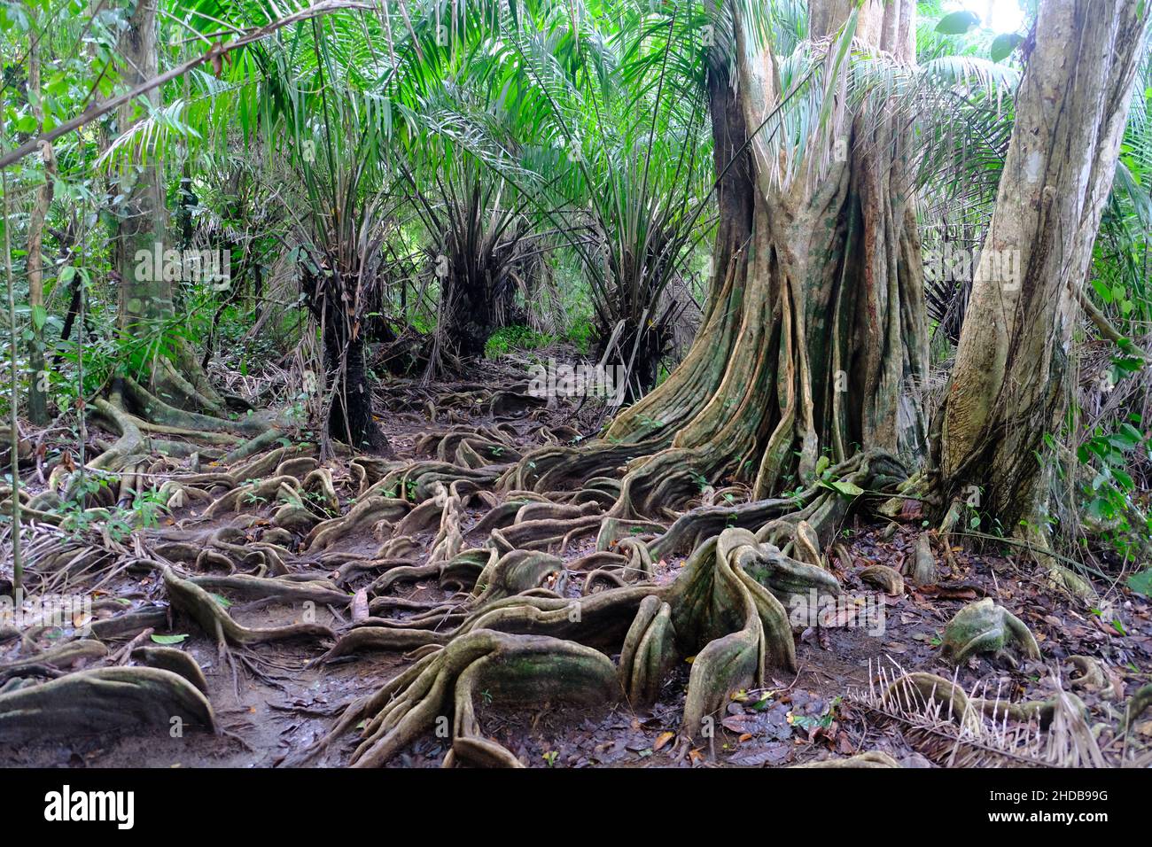 Costa Rica Drake Bay Parc national du Corcovado - les racines d'un arbre de la forêt tropicale Banque D'Images