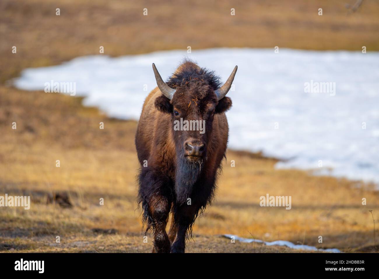 Sélectif d'un bison des bois (Bison bison athabascae) dans le parc national de Yellowstone Banque D'Images