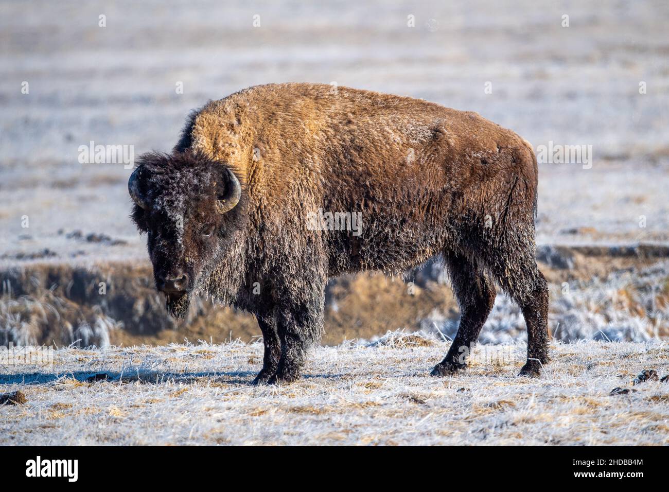 Sélective d'un bison dans le parc national de Yellowstone Banque D'Images