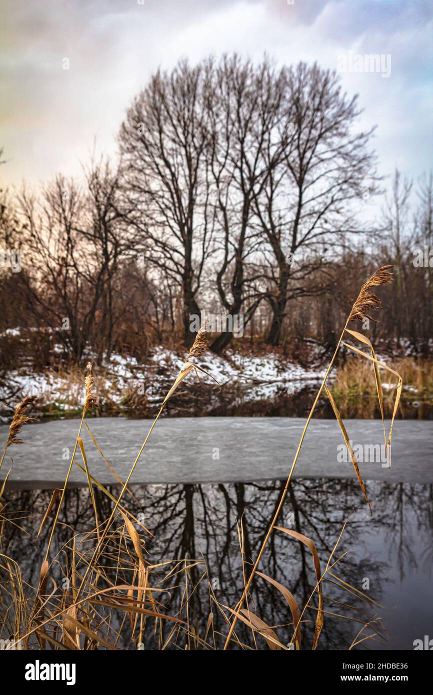 Branches d'une tige jaune sèche de roseaux sur la rive d'un lac gelé qui a commencé à être couverte de glace et d'arbres sans feuilles de l'autre côté Banque D'Images