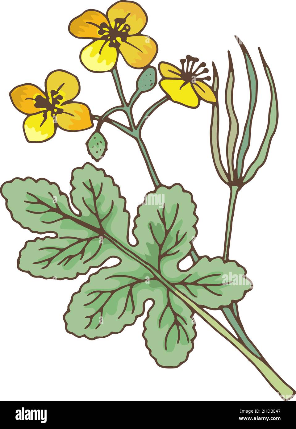 Usine de Celladines.Herbe médicale chélidonium.Illustration botanique Illustration de Vecteur