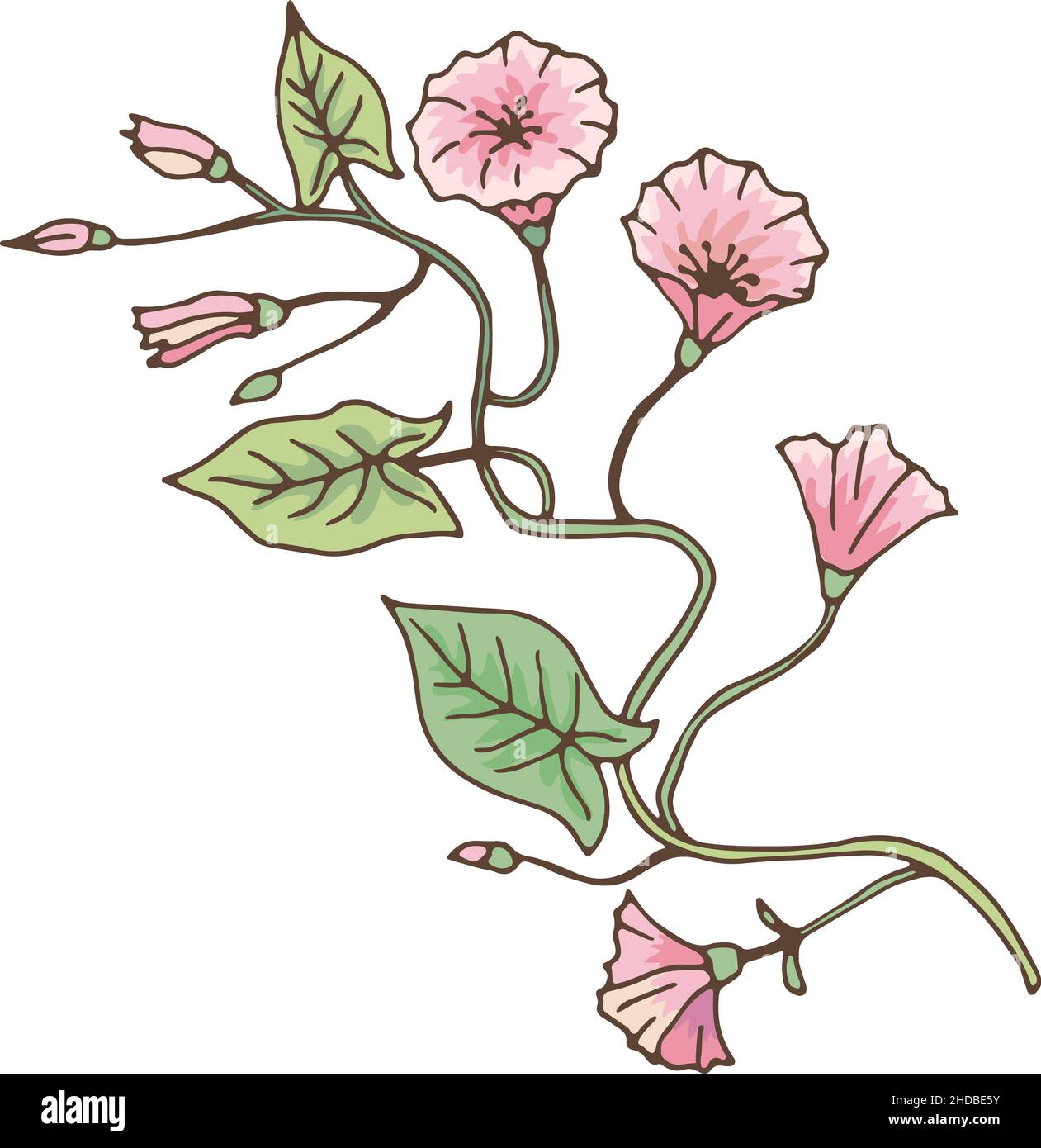 Branche de bindaded.Fleur de gloire du matin.Plante de Convolvulus Illustration de Vecteur