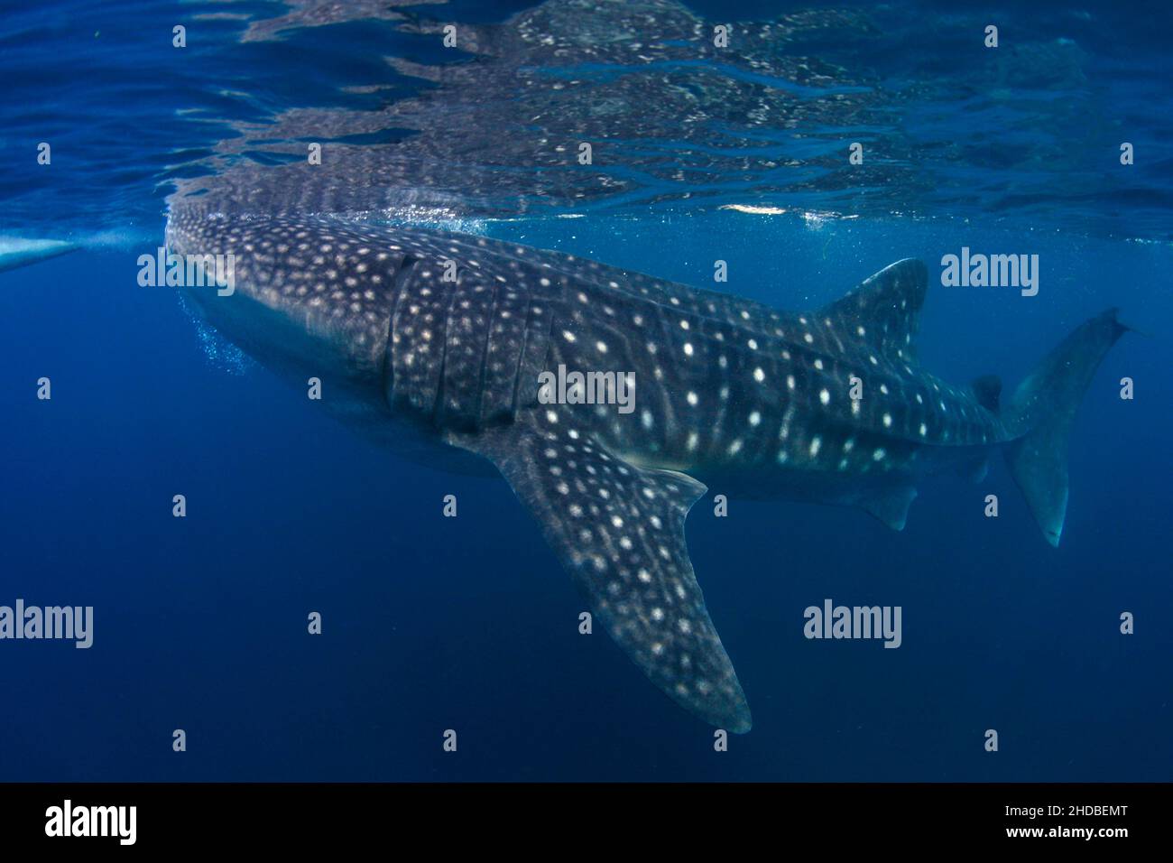 Requin baleine, plus gros poisson, Asie, Philippines Banque D'Images