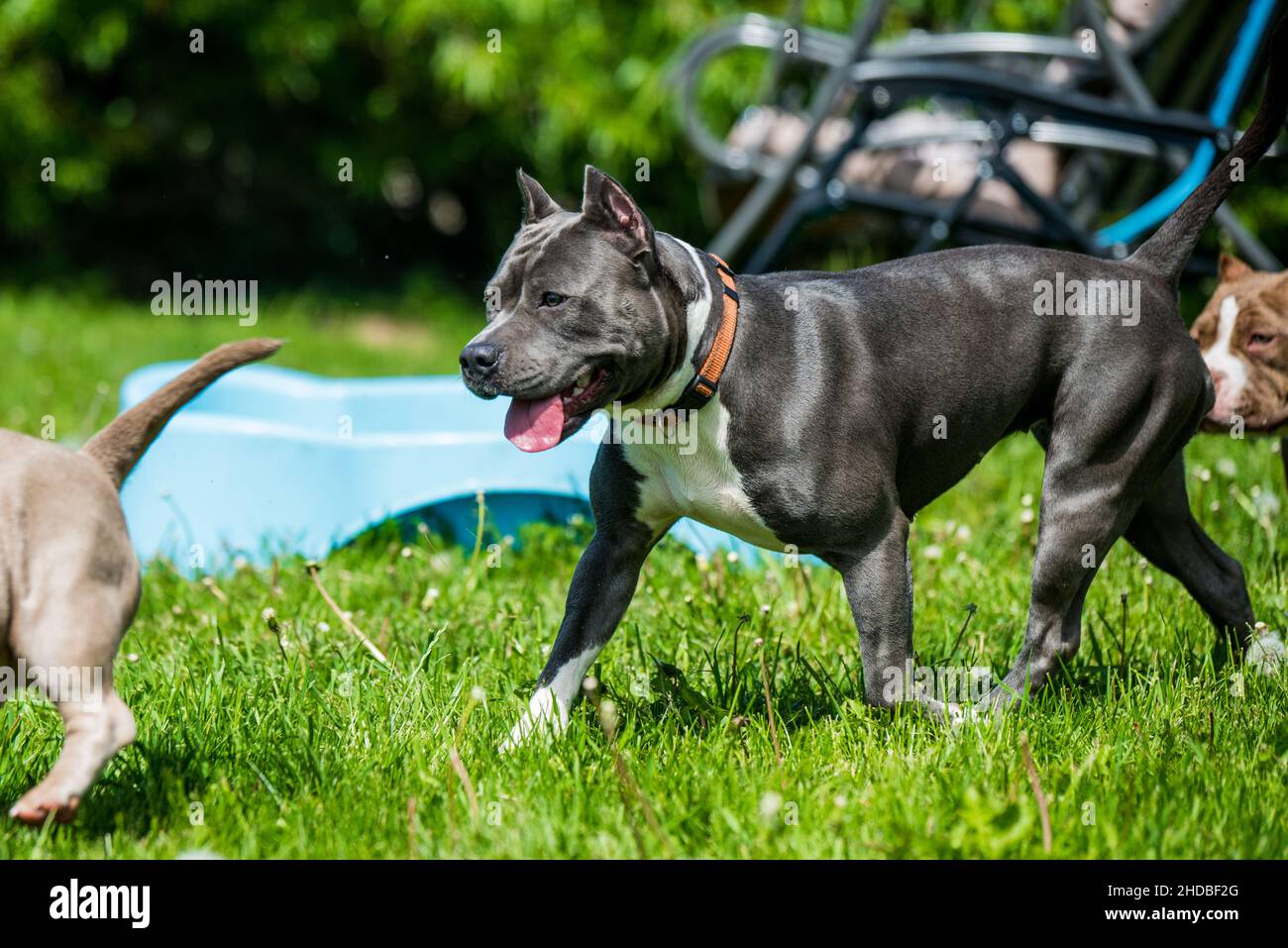 Chien d'Amérique bringé bleu vif Staffordshire Terrier ou AmStaff In bougez dans la nature Banque D'Images