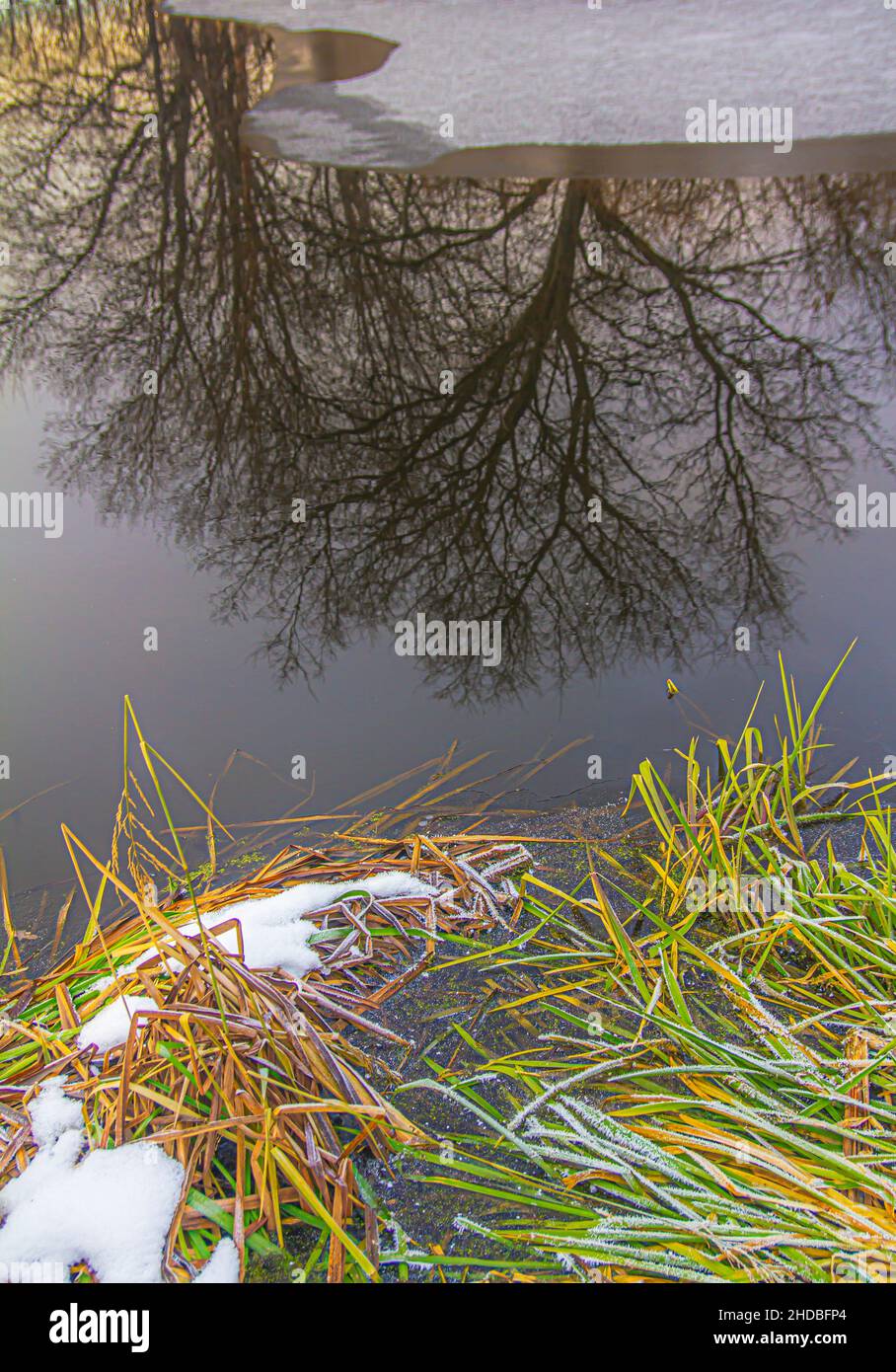 Gel de feuilles vertes de roseaux sur la rive d'un réservoir reflétant les arbres et la glace mince à la surface de l'eau Banque D'Images