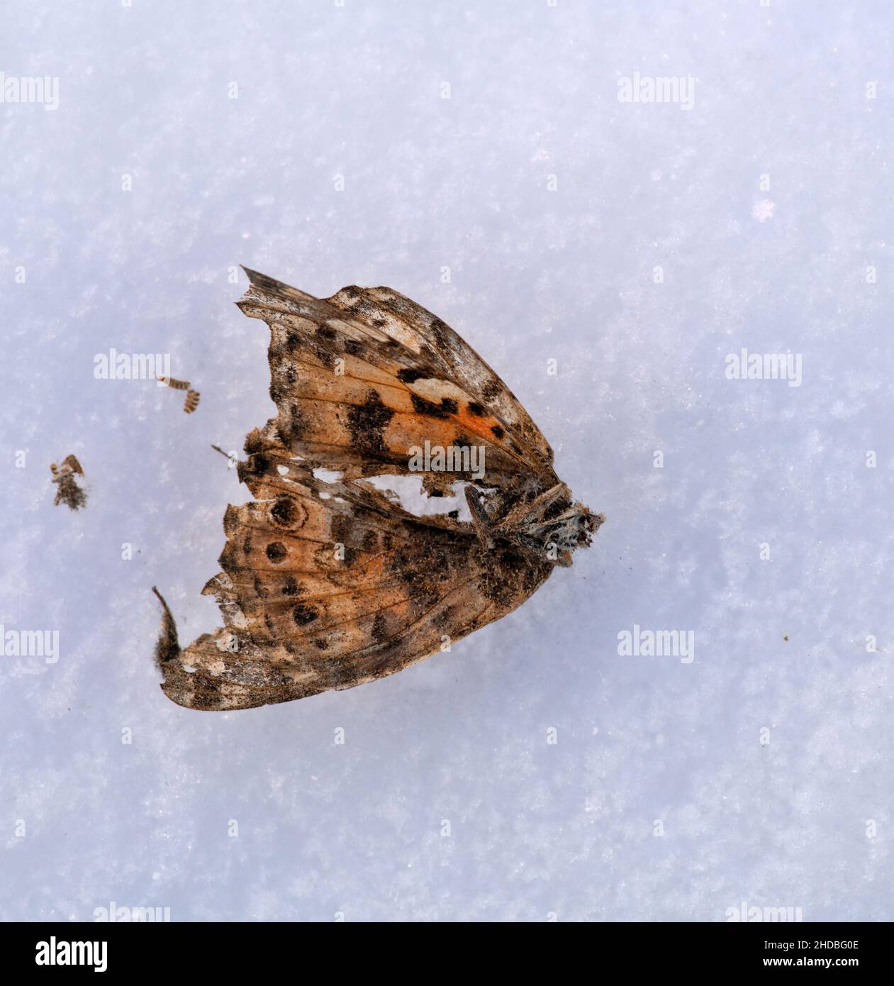 Mort des insectes. L'hiver n'est pas compatible avec la vie de l'environnement. Froid et gel l'hiver est dur et impitoyable dans le nord Banque D'Images