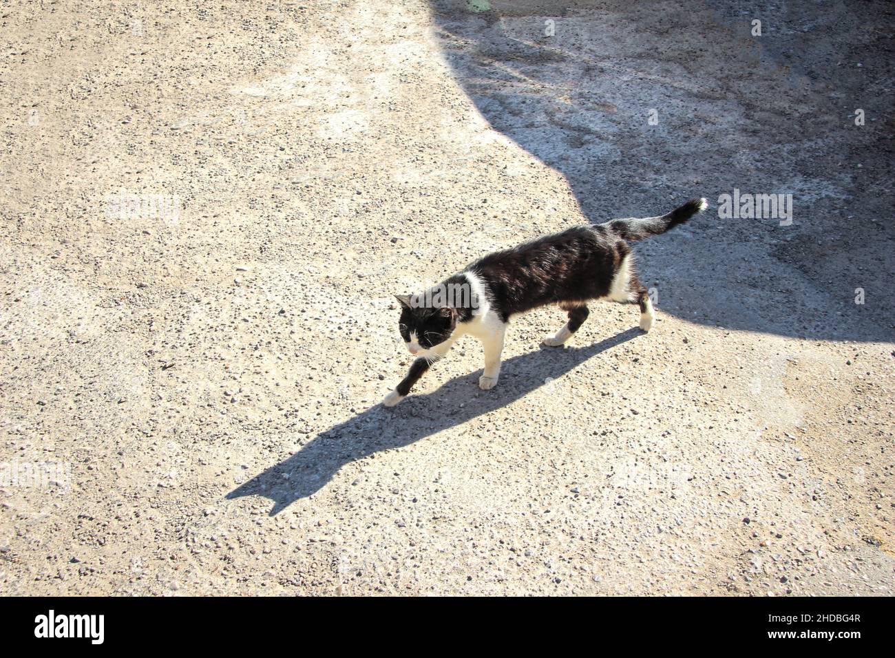 Chat noir et blanc marchant sur du gravier en jetant une ombre.Portrait d'animaux, grand angle, ombre, extérieur, solitaire. Banque D'Images