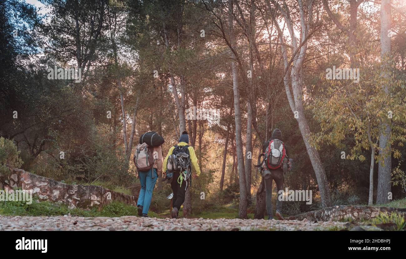 Un petit angle de vue de trois touristes marchant dans une forêt par une route couverte de feuilles sèches Banque D'Images