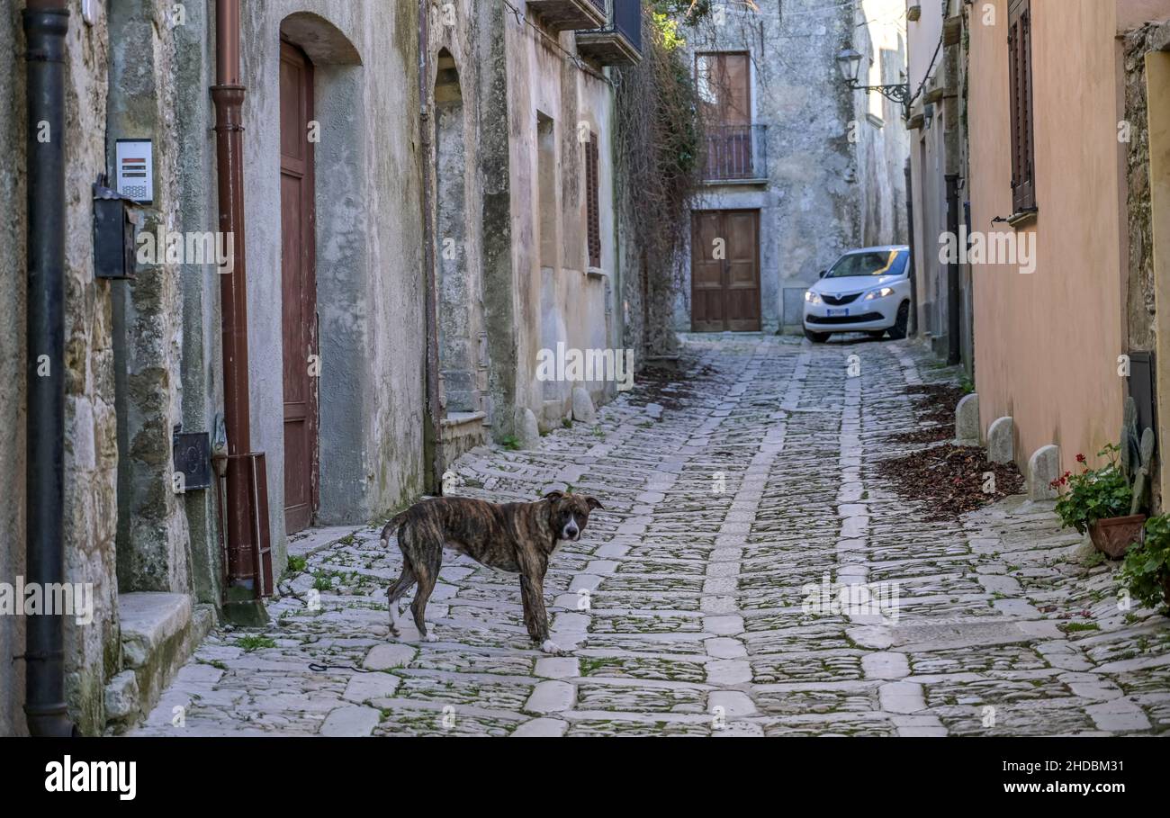 Sätzenhund, Gasse, Altstadt, Erice, Sizilien,Italien Banque D'Images