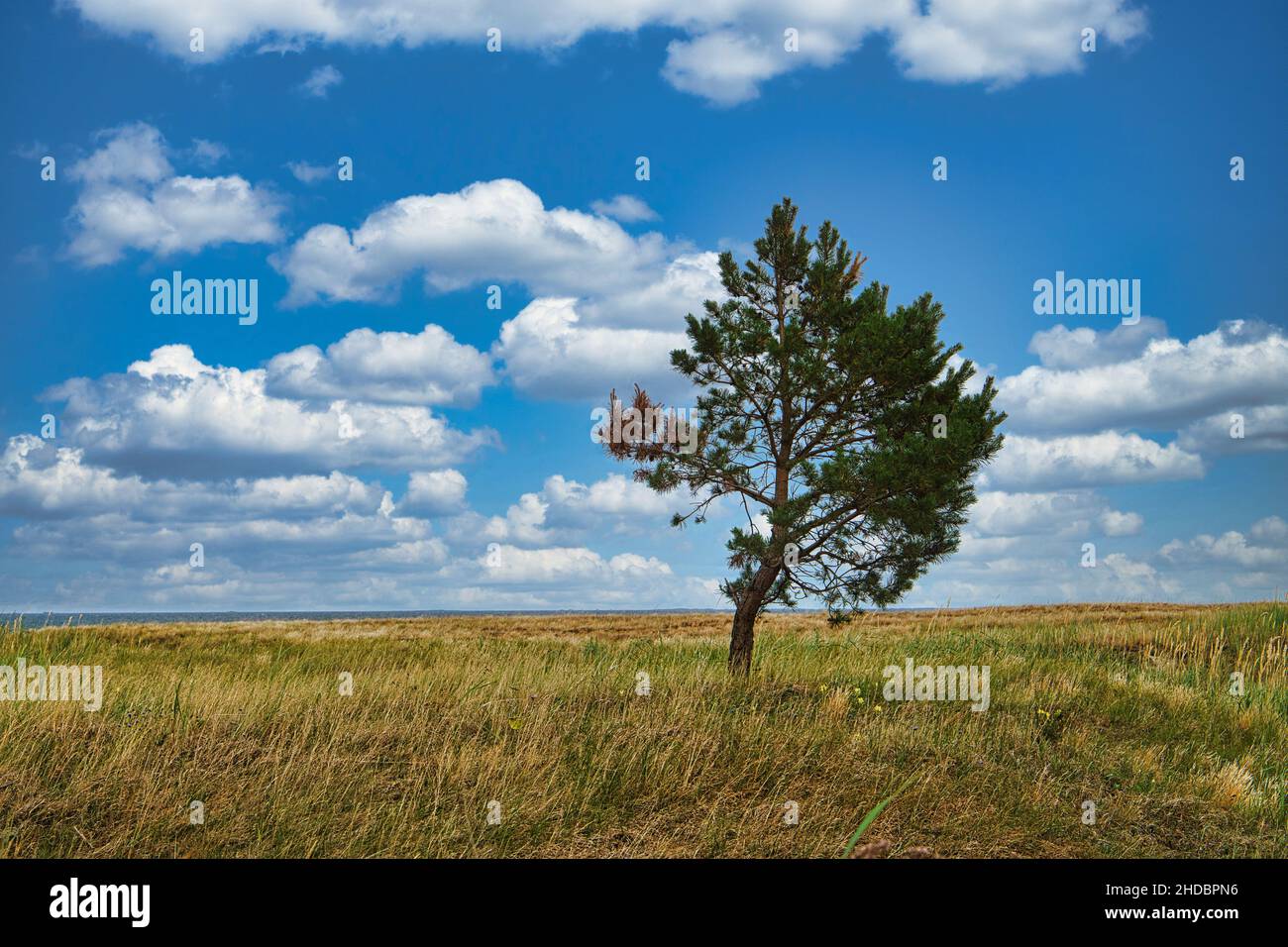 paysage au-dessus des dunes en automne avec un arbre solitaire. spectaculaire, nuageux et venteux. Banque D'Images