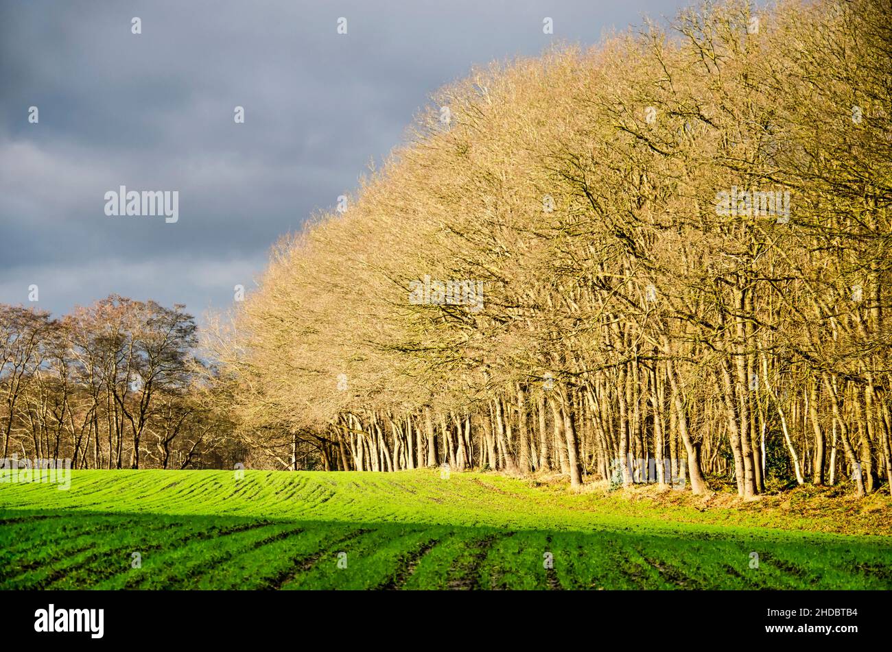 Un faible soleil illumine les arbres au bord d'une forêt près de Zuidwolde, aux pays-Bas, lors d'une journée par ailleurs nuageux en hiver Banque D'Images